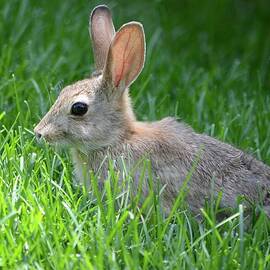 Happy Rabbit Wild and Free