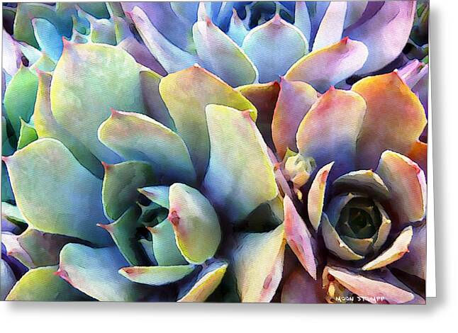 Vibrant Succulent Blooms Greeting Card