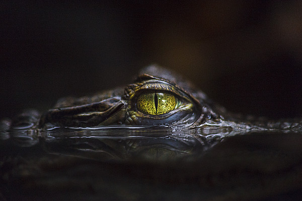 Alligator Art for Sale