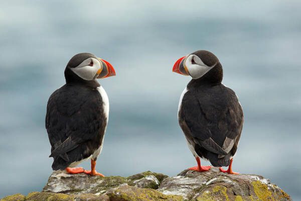Puffins on a Rocky Cliff Wall Art