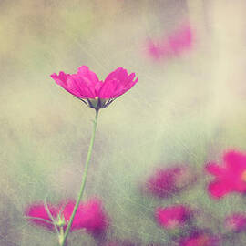 Ingrid's Garden by Amy Tyler