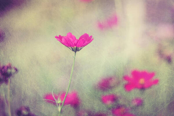 Gentle Pink Cosmos in Bloom Wall Art