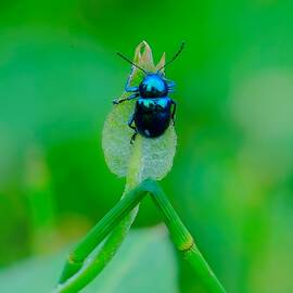 Insect by New Impressionist