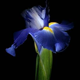 Iris 041907 by Julie Powell