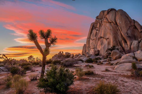 Sunset Over Joshua Tree Desert Wall Art