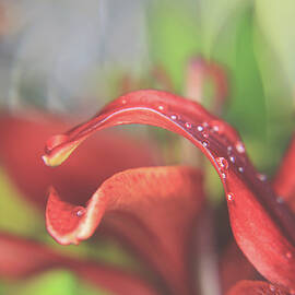 Joyfully by Laurie Search