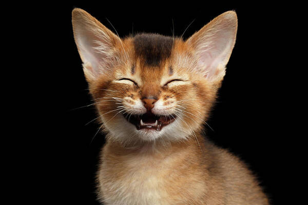 Laughing Abyssinian Kitten Wall Art
