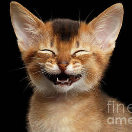 Laughing Kitten  by Sergei Taran