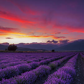 Lavender Season by Evgeni Dinev