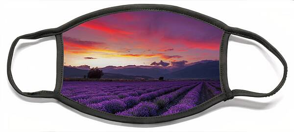 Lavender Fields at Sunset Face Mask
