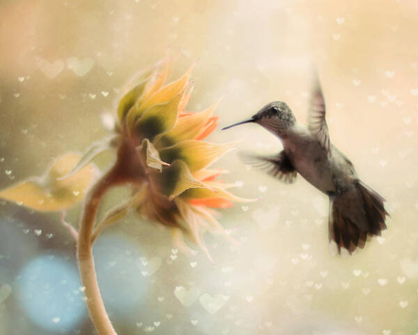Hummingbird and Flower Dance Wall Art