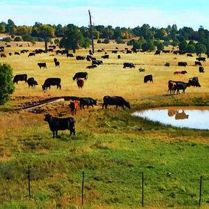 Horses Or Cattle Everywhere Art Competition