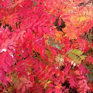 Red Autumn Art Competition