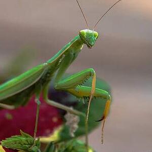 When God Made Creeping Things II Art Competition