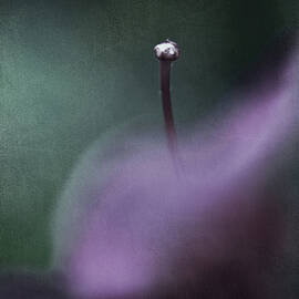 Love Is Sweet Misery by Laurie Search