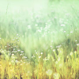 Meadowland by Amy Tyler