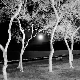 Moonlit Trees By The Sea