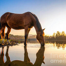 Morning Grace - Horse by Cherokee Lake at Sunrise