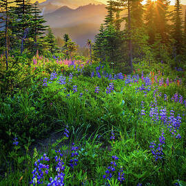 Mount Rainier Sunburst by Inge Johnsson