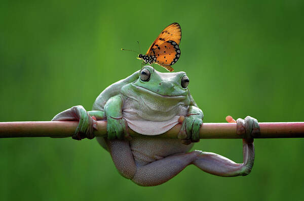 Frog and Butterfly Encounter Wall Art