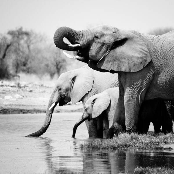 Elephants Drinking at Waterhole Wall Art