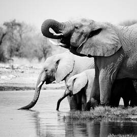 Namibia Elephants by Nina Papiorek