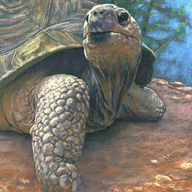 Old Man Tortoise by Rita Kirkman
