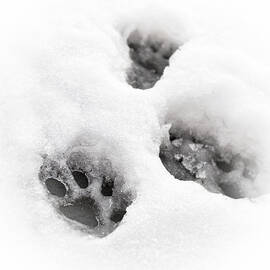 Paw print  by Tom Gowanlock
