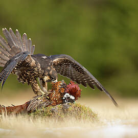 Peregrine Falcon by Milan Zygmunt
