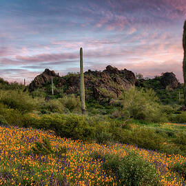 Picacho Peak with Saguaros and Spring Wildflowers by Dave Dilli