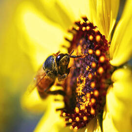 Pollinating by Gilbert Artiaga