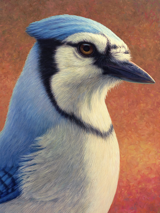 Blue Jay Art for Sale