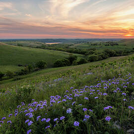 Prairie In Bloom by Scott Bean