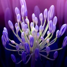 Praise by Holly Kempe