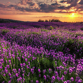 Purple Sea by Evgeni Dinev