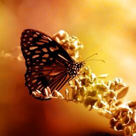 Radiance by Holly Kempe