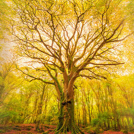 Reach by Matt Anderson