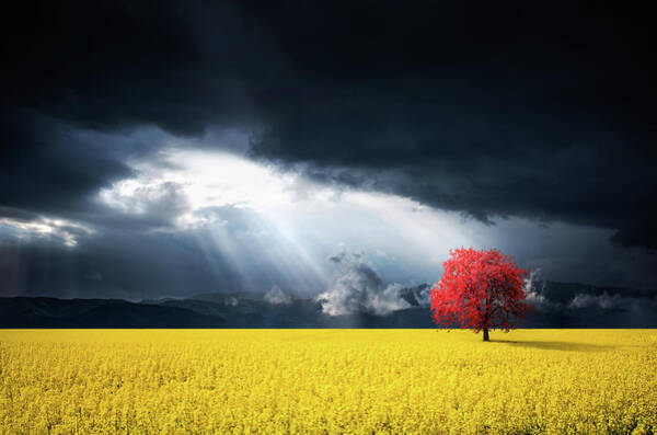 Solitary Red Tree in Yellow Field Wall Art