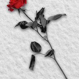 Rose in Snow by Wim Lanclus