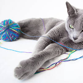 Russian Blue by Nailia Schwarz