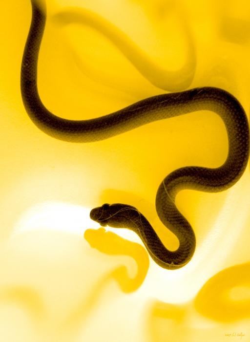 Reptiles Art for Sale