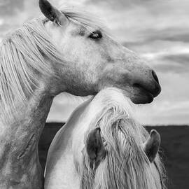 Scottish Horses by Diane Diederich