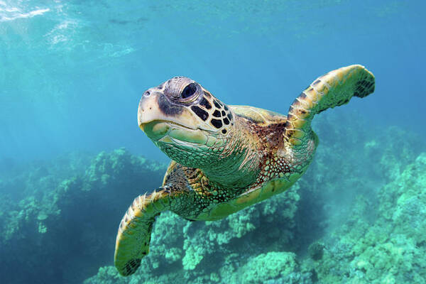 Majestic Sea Turtle Underwater Wall Art