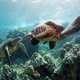 Sea Turtles by M Swiet Productions