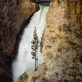 The Sentinel of Yellowstone Falls - Yellowstone Fine Art Prints and Wall Art by John Hamlon