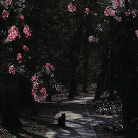 Shadow cat by Cambion Art