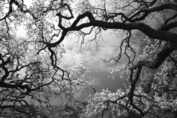 Elegant Branches Framing the Sky Wall Art