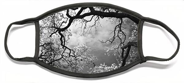 Elegant Branches Framing the Sky Face Mask