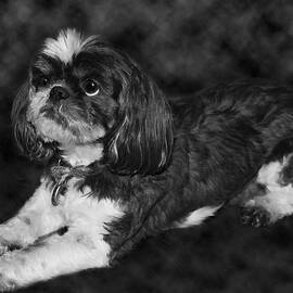 Shih Tzu by Adam Romanowicz