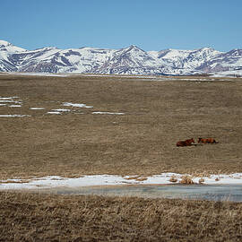 Snow-Capped Mountains and Grazing Horses